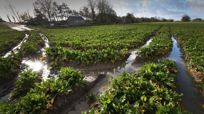 De aardappelen van Willem en Wybren uit Sint Jacobiparochie dreigen te verzuipen. 'Bieten schieten in de stressstand'